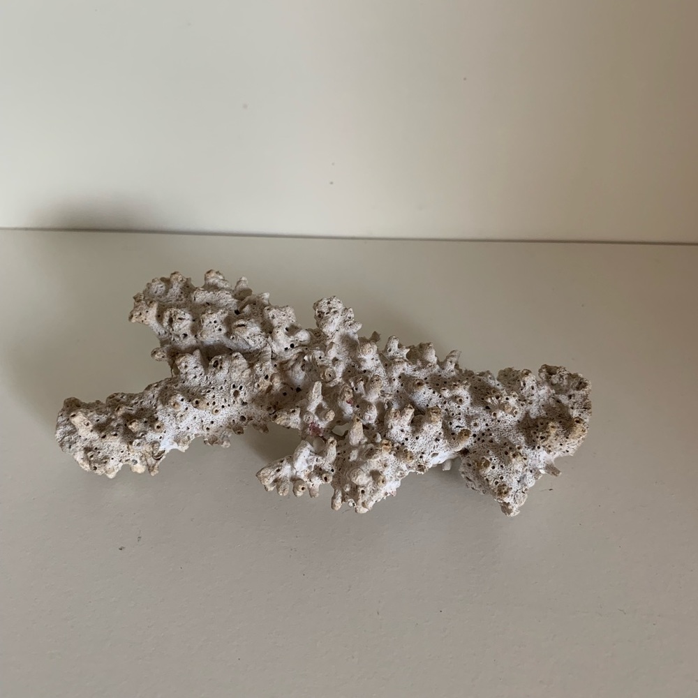 Large natural dried coral